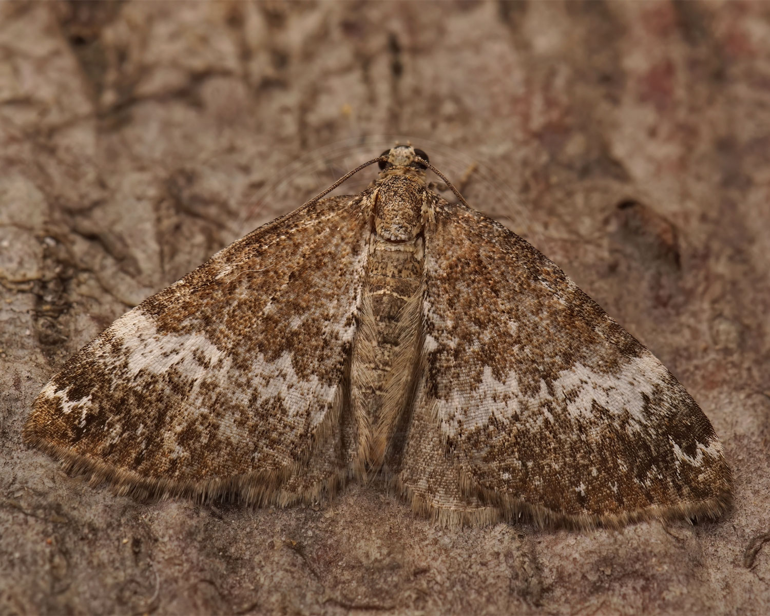 Døvnælde-Bladmåler sider på noget bark - hvilket gør det svært at se den, da den falder meget i et med barken.
