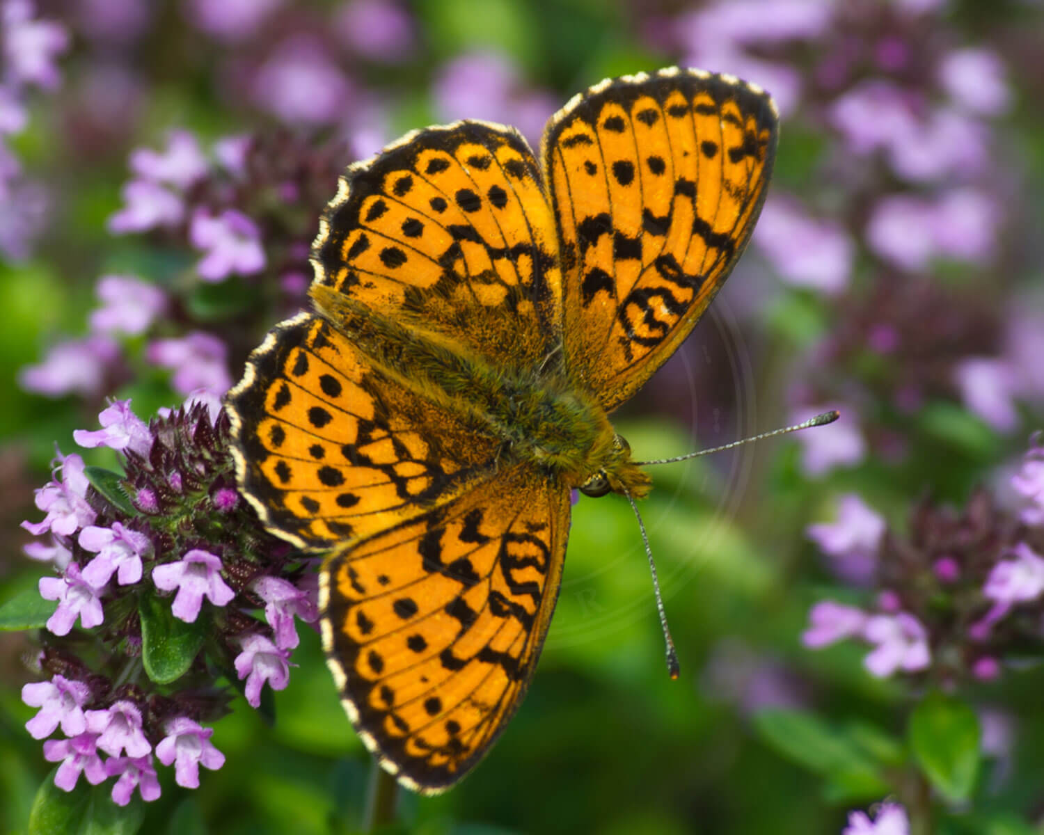 Engperlemorsommerfugl set oppefra