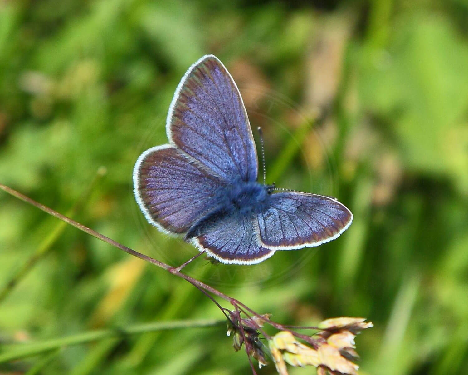 Ensianblåfugl set oppefra