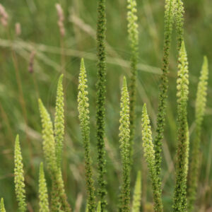 Farve-Reseda med de fin specielle blomster