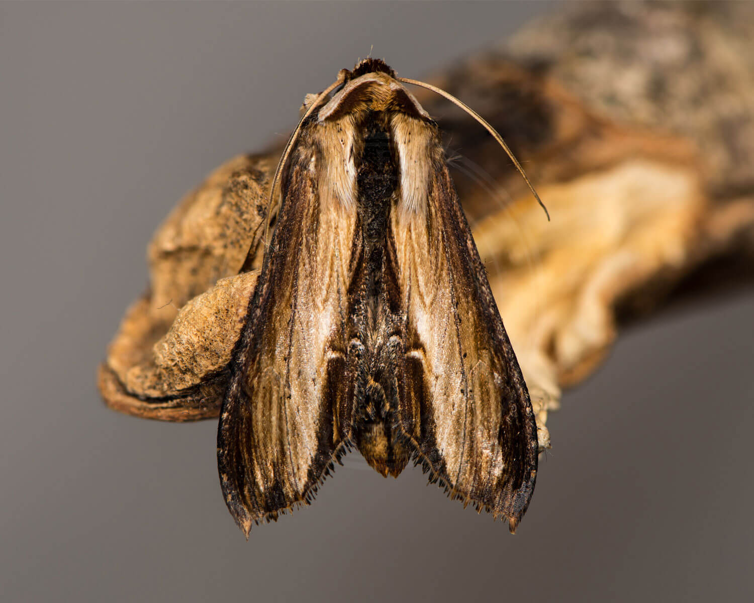 Filtbladet Kongelys-Hætteugle set oppefra