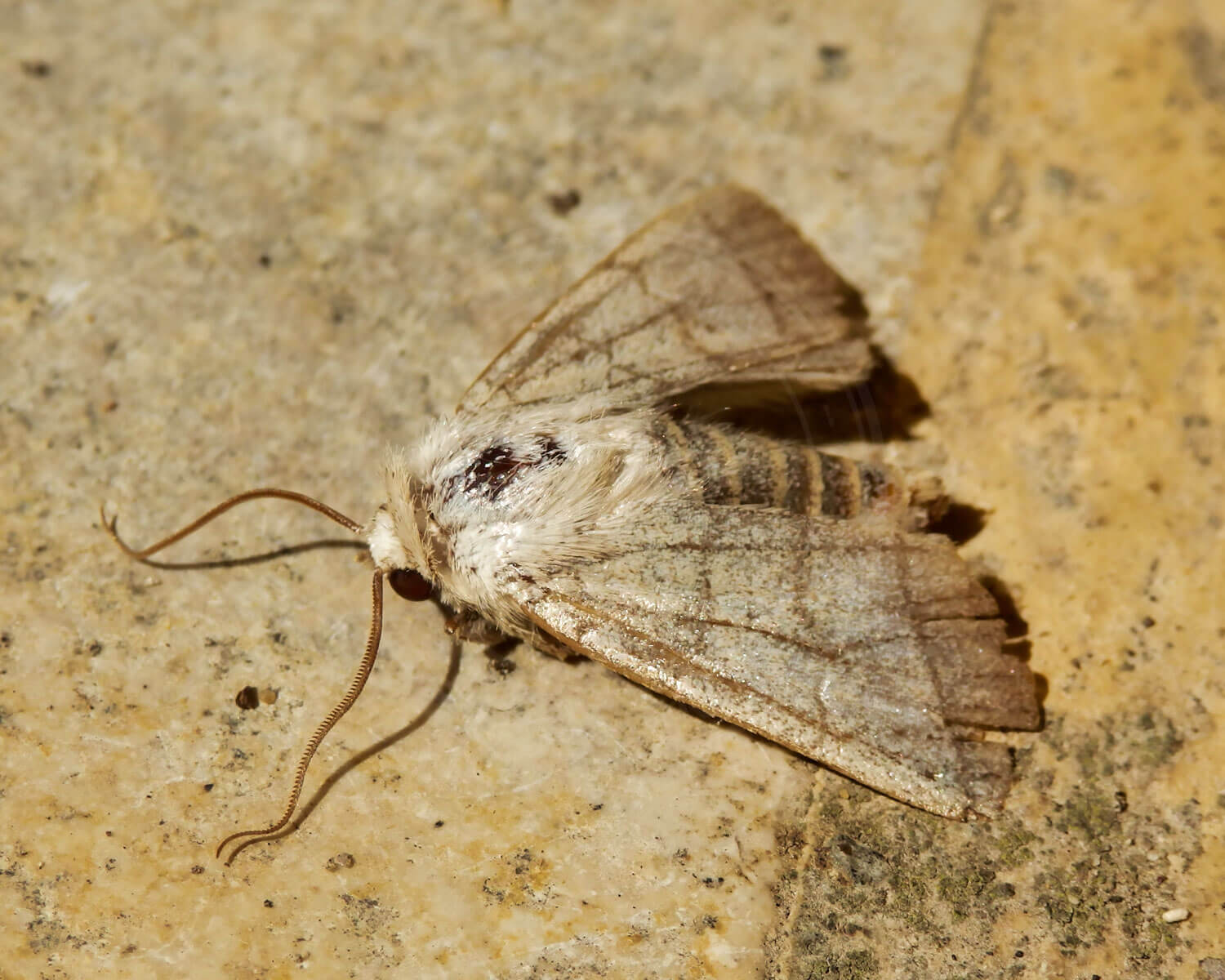 insekthaver_firestreget_ugle2 Firestreget Ugle set lidt forfra