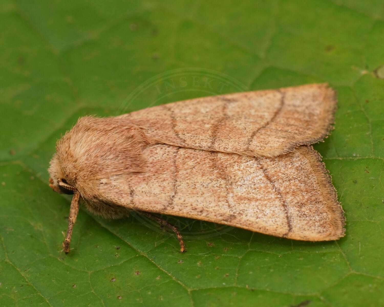 Firestreget Ugle sidder på et blad, så man kan se den halvt fra siden