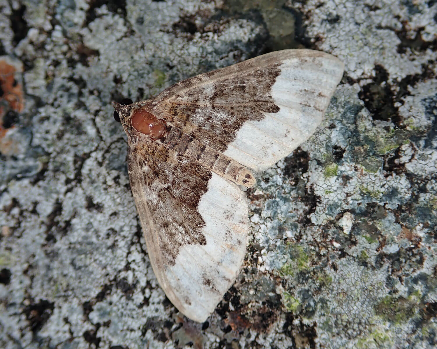 Fladstjerne-Bladmåler med spredte vinger