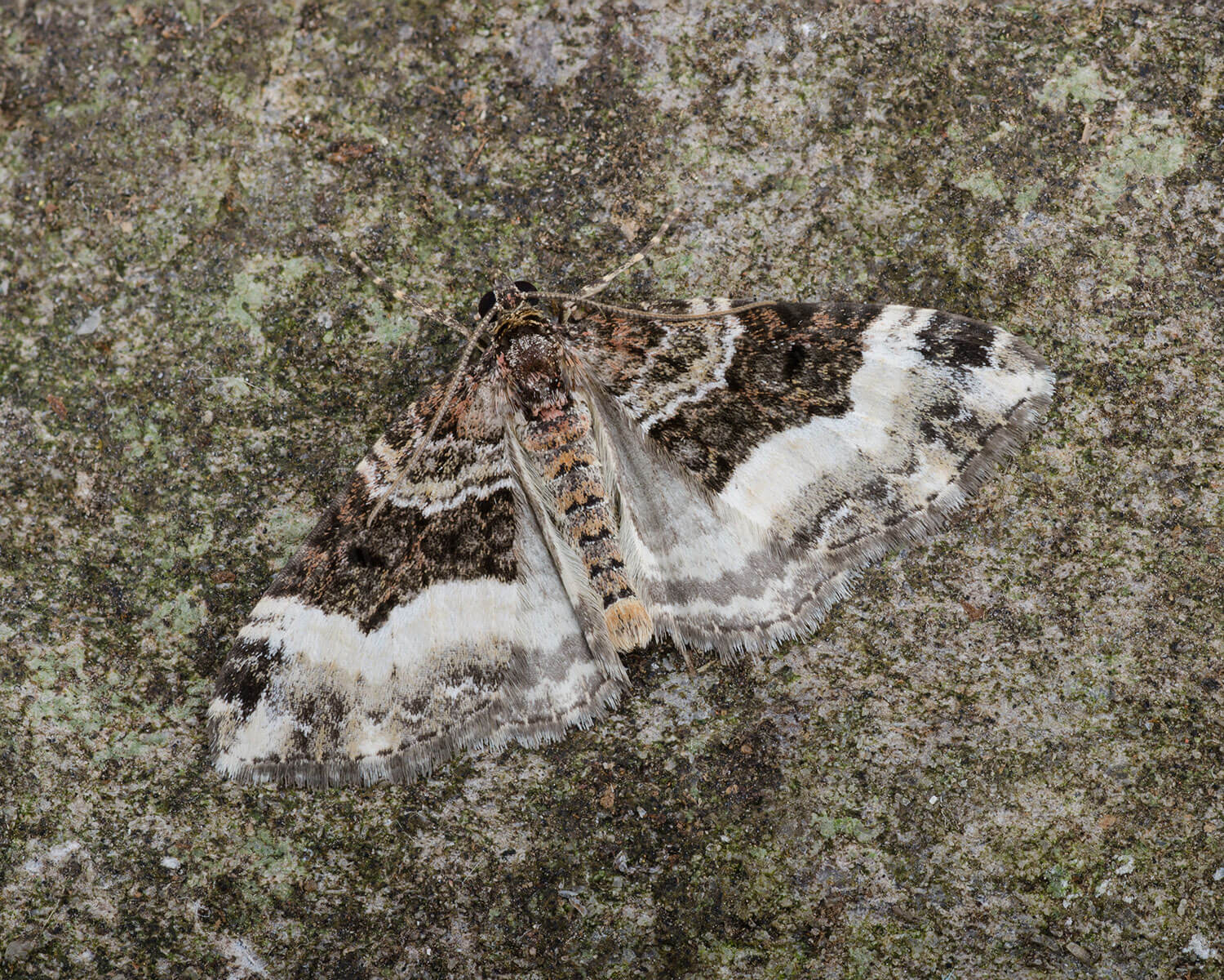 Fuglegræsbladmåler med vingerne spredt, så man kan se det flotte mønster