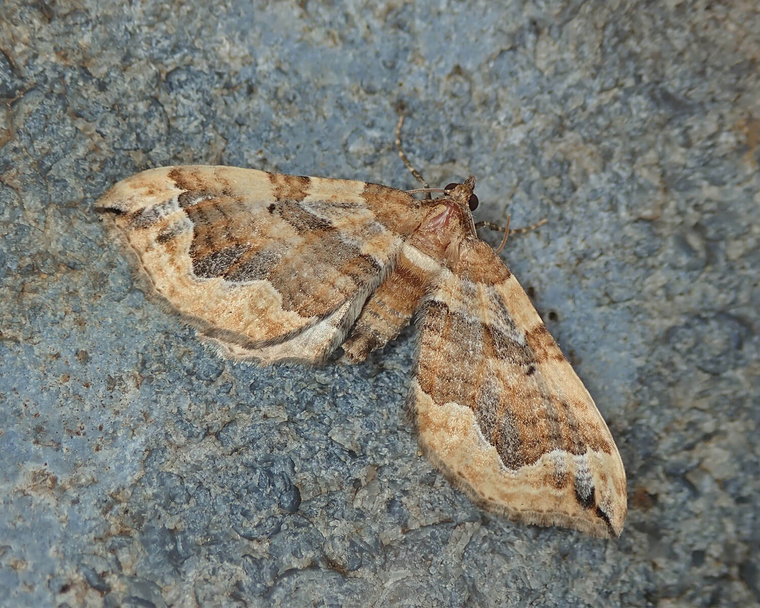 Gåsefod-Bladmåler med de flotte mørke brune bånd på vingerne