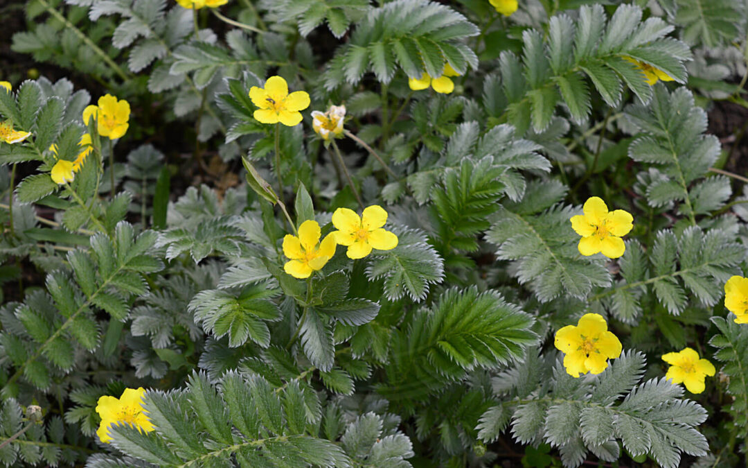 Gåsepotentilbladlus – Chaetosiphon potentillae