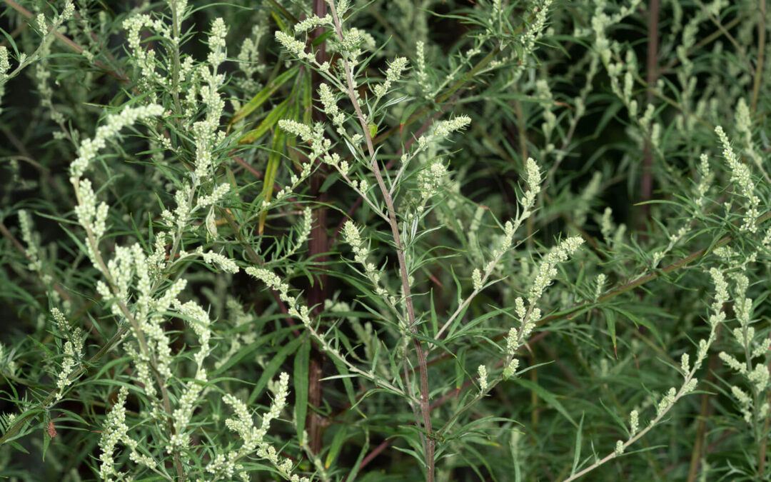 Liriomyza demeijerei