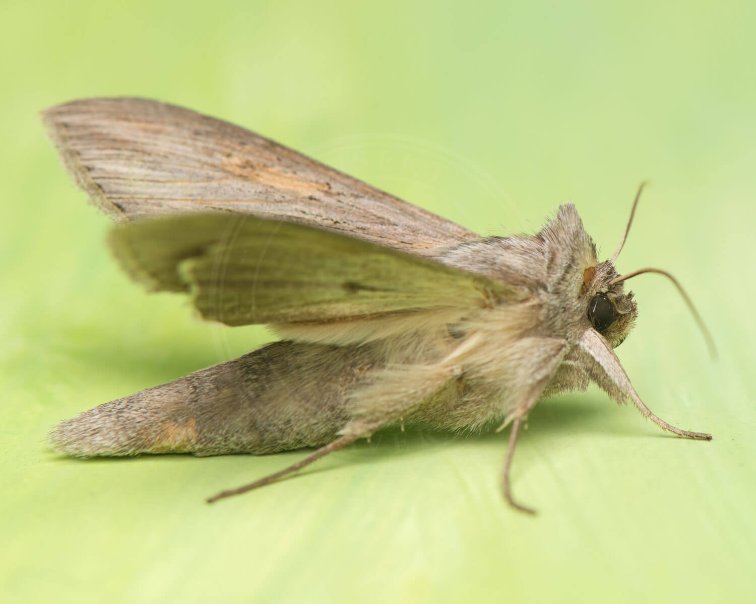 Grå Hætteugle med udståede vinger, det fra siden