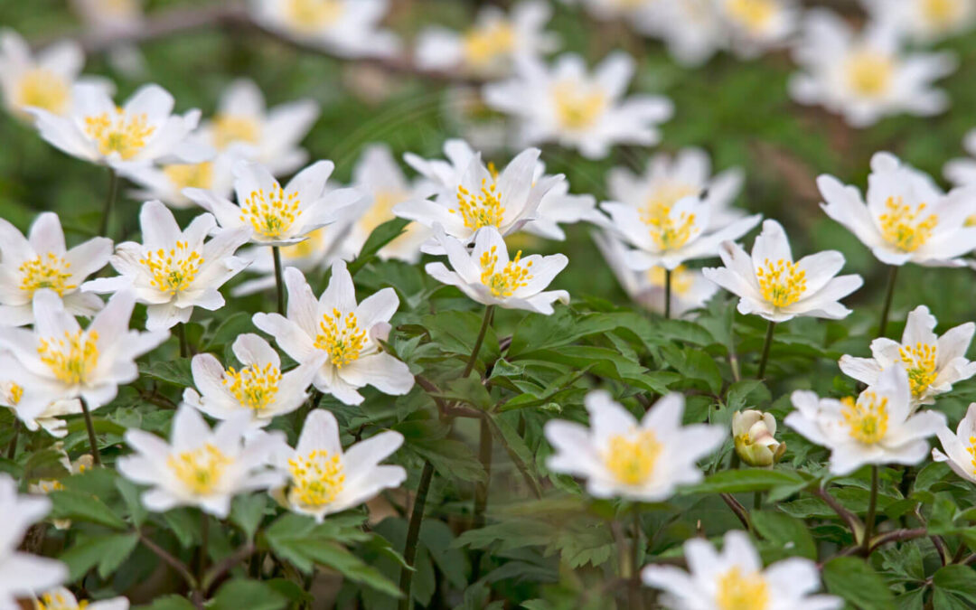 Phytomyza anemones