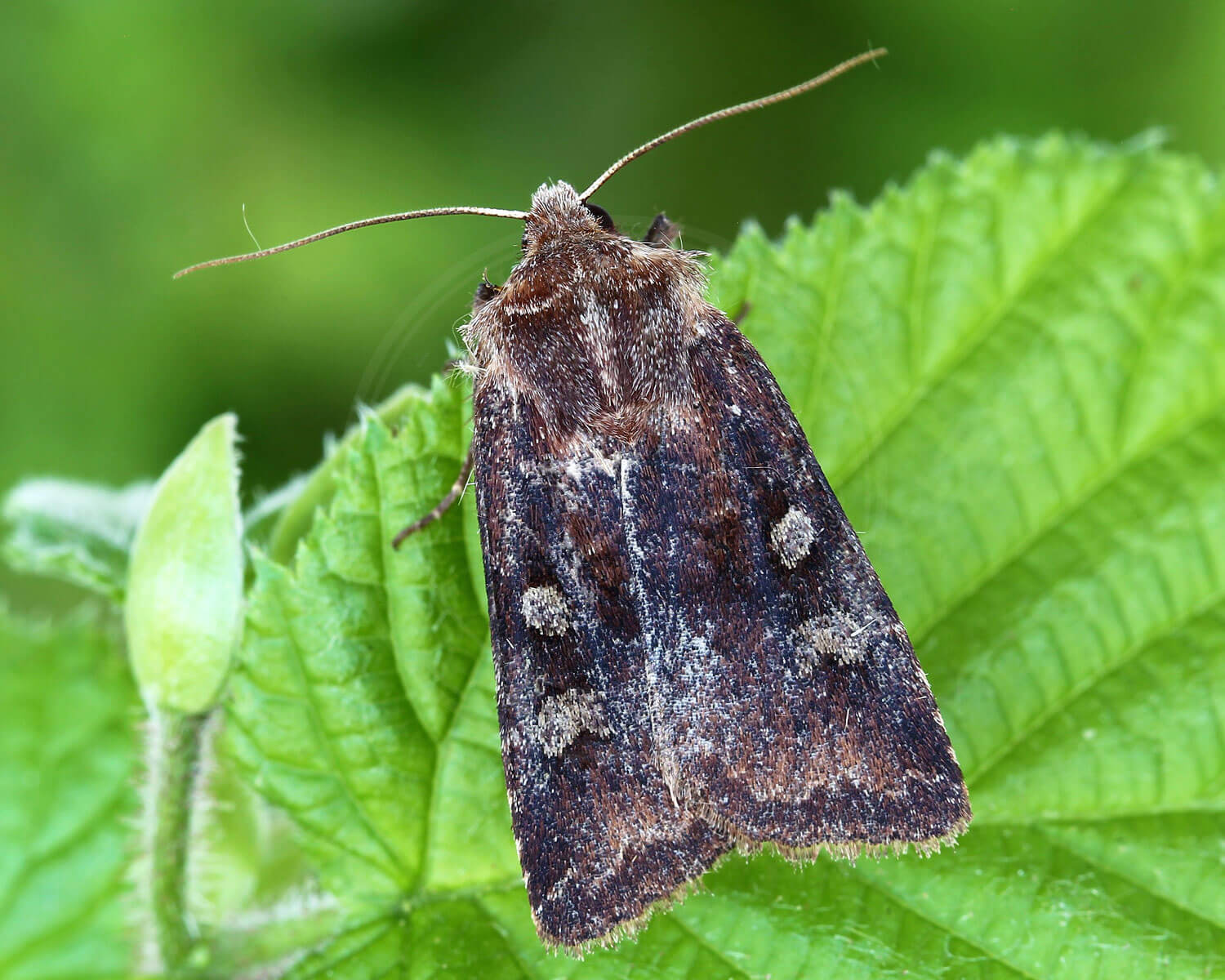 Hvidmærket Aprilugle sidder på et blad