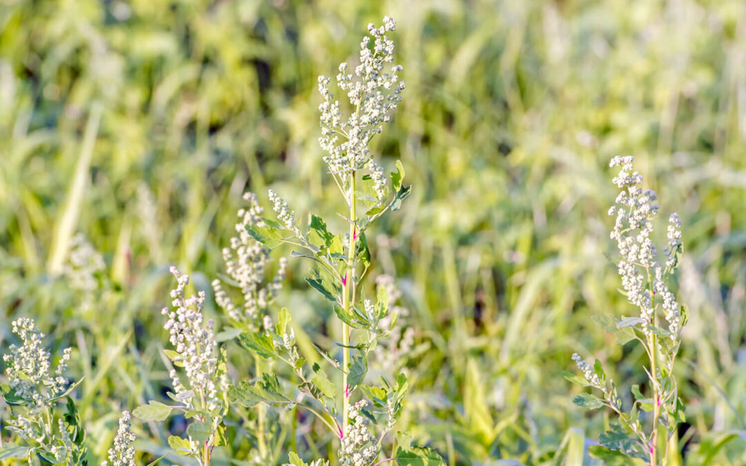 Amauromyza chenopodivora