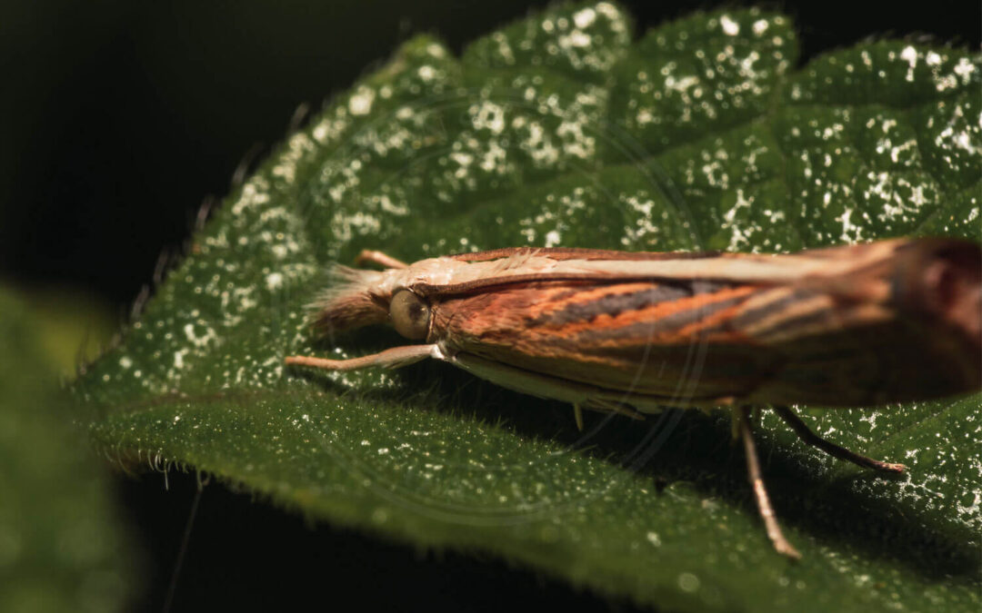 Isophrictis striatella der sidder på blad