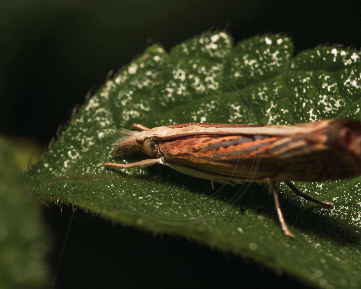 Isophrictis striatella der sidder på blad