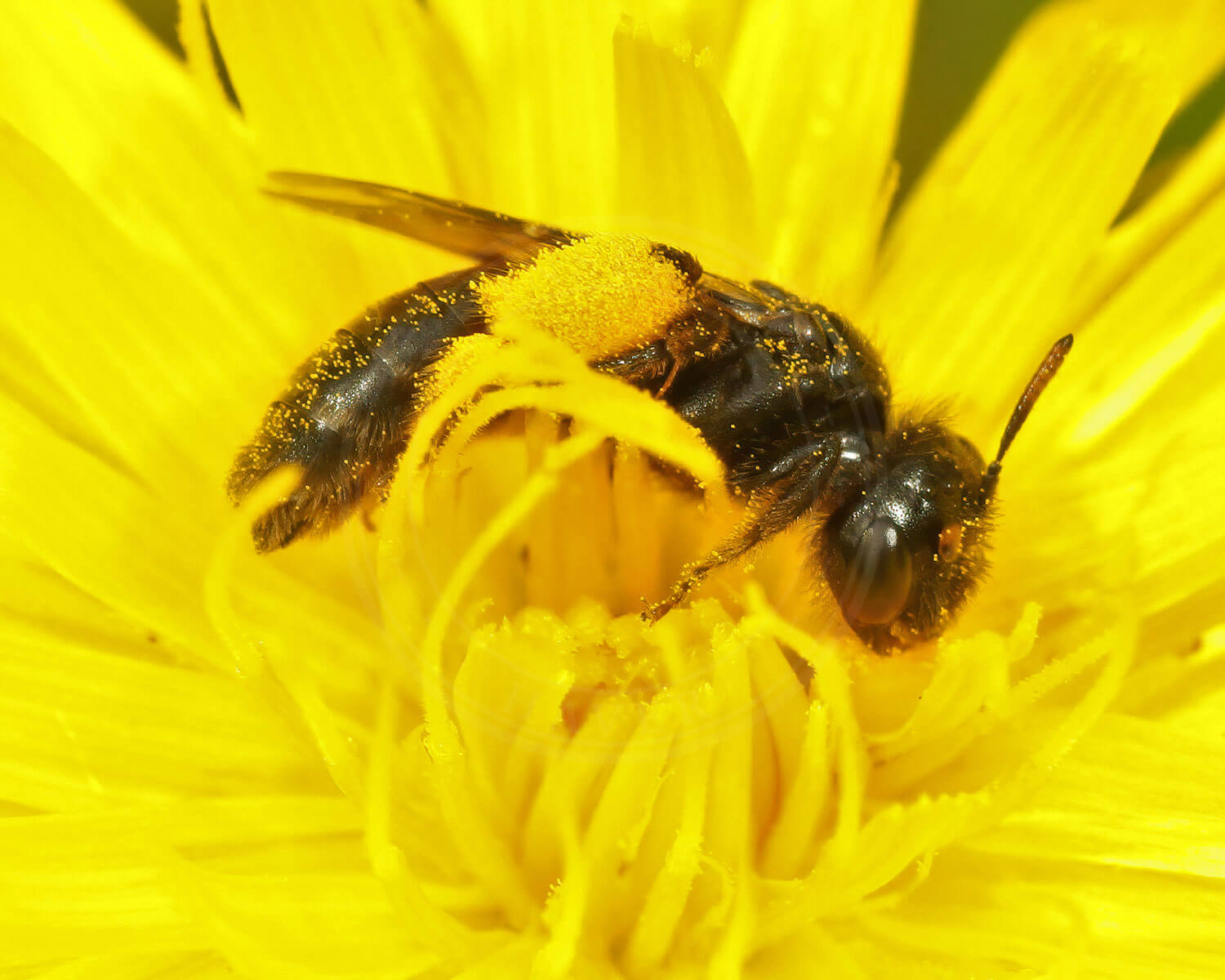 insekthaver_lille_strithaarsbi_1 Lille Strithårsbi midt i flot gul blomst