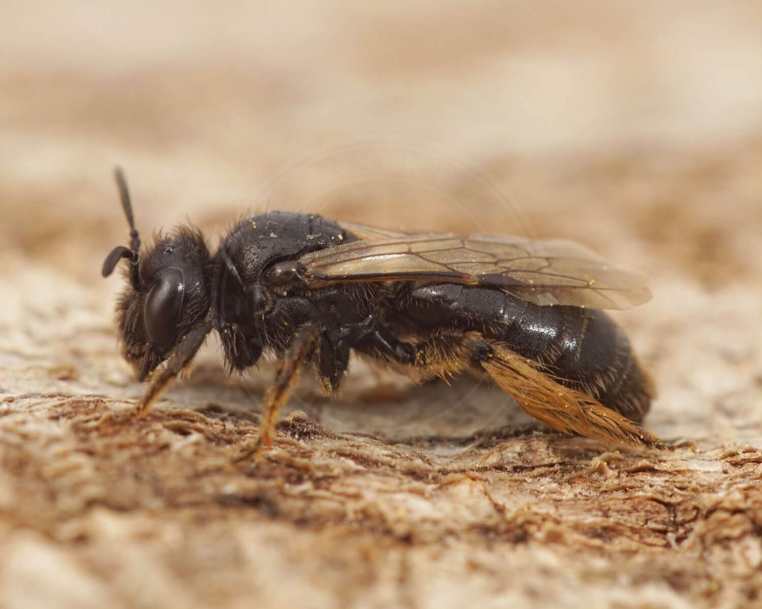 insekthaver_lille_strithaarsbi_2 Lille Strithårsbi der har sat sig på et stykke træ
