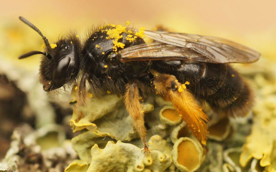 Lille Strithårsbi med lidt pollen på kroppen