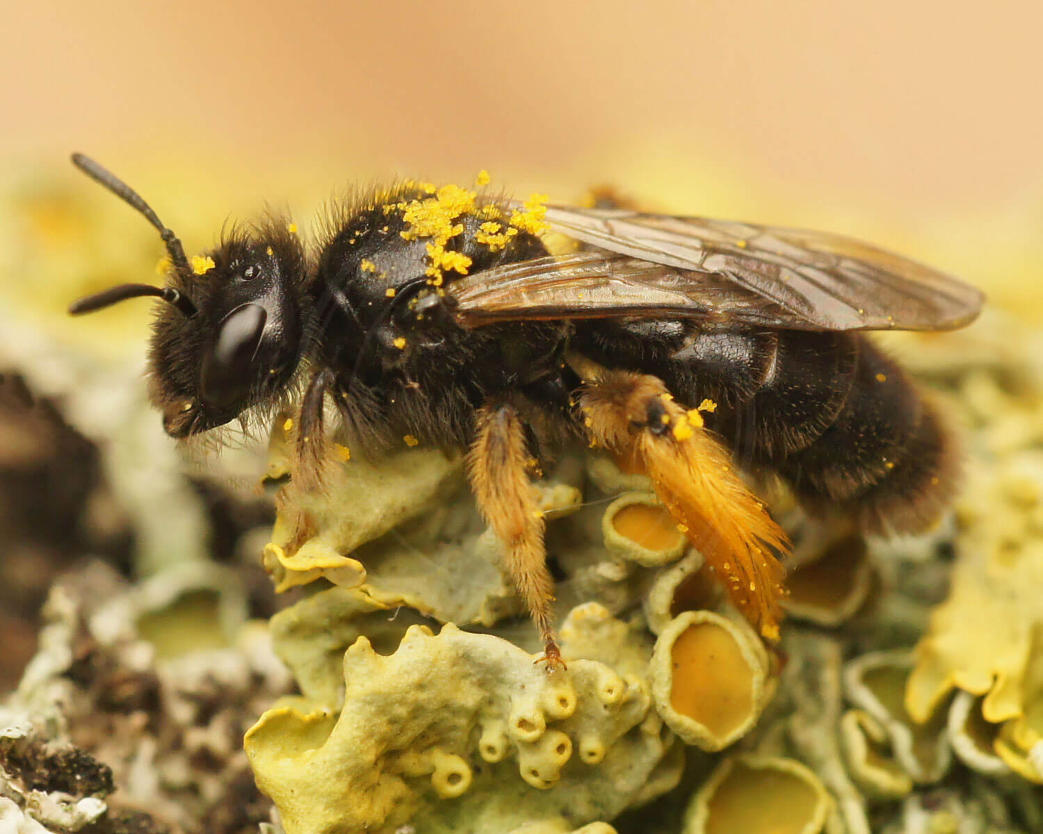 Lille Strithårsbi med lidt pollen på kroppen