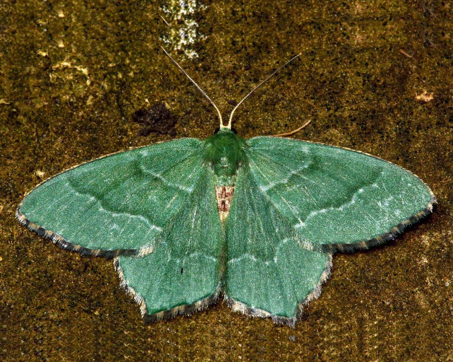 Lundmåler sidder med spredte vinger, så man se de flotte striber på de smukke grønne vinger