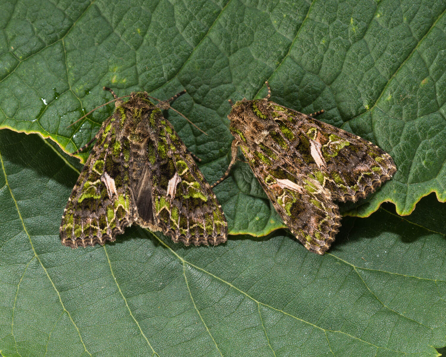 To Mældeugler sidder på et blad - begge så man kan se oversiden af vingerne