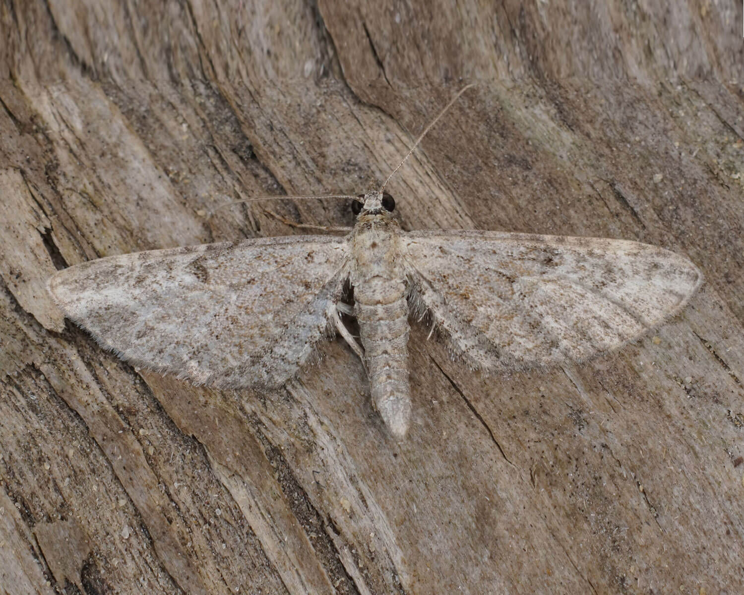 Malurtdværgmåler med vingerne bredt ud så man kan se hvor flotte de er