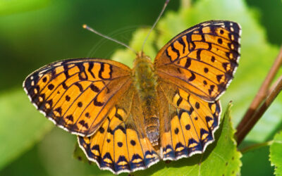 Skovperlemorsommerfugl Fabriciana adippe