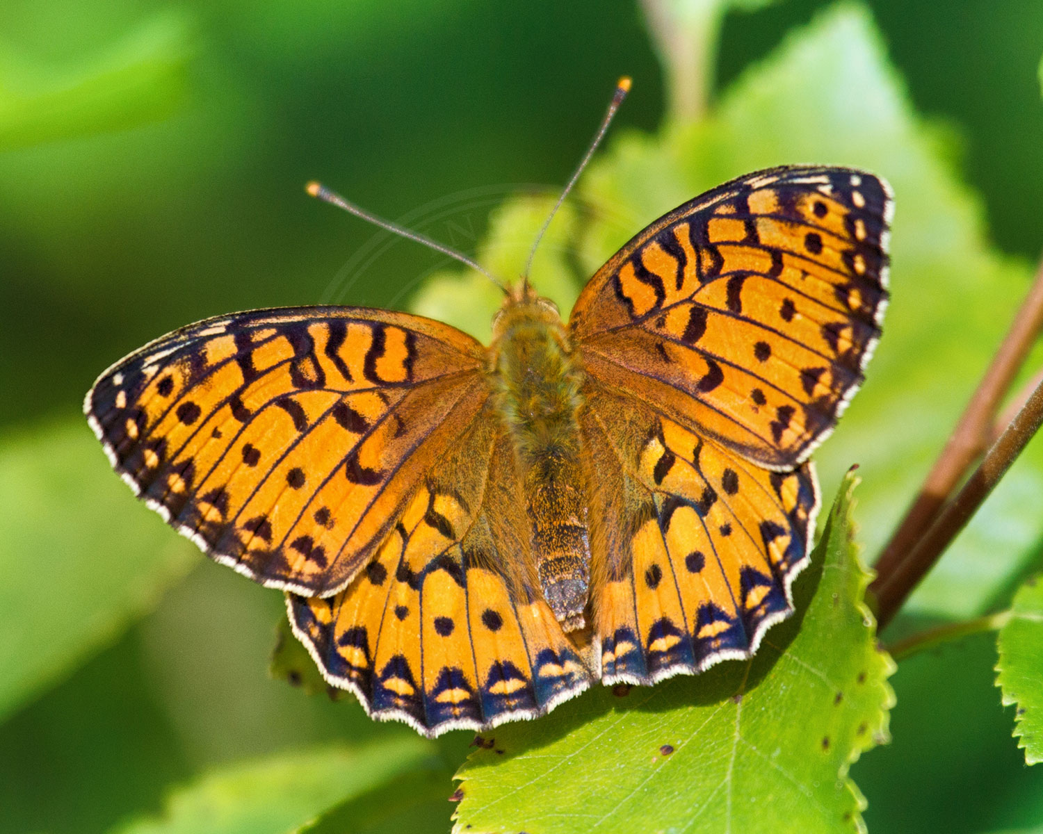 Skovperlemorsommerfugl sidder så man kan se oversiden af vingerne