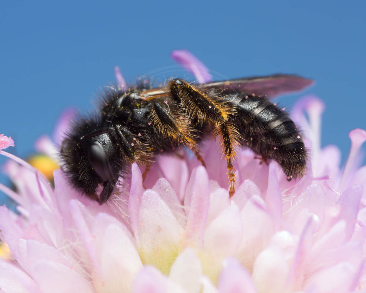 Stor Strithårsbi sidder på fint blomst