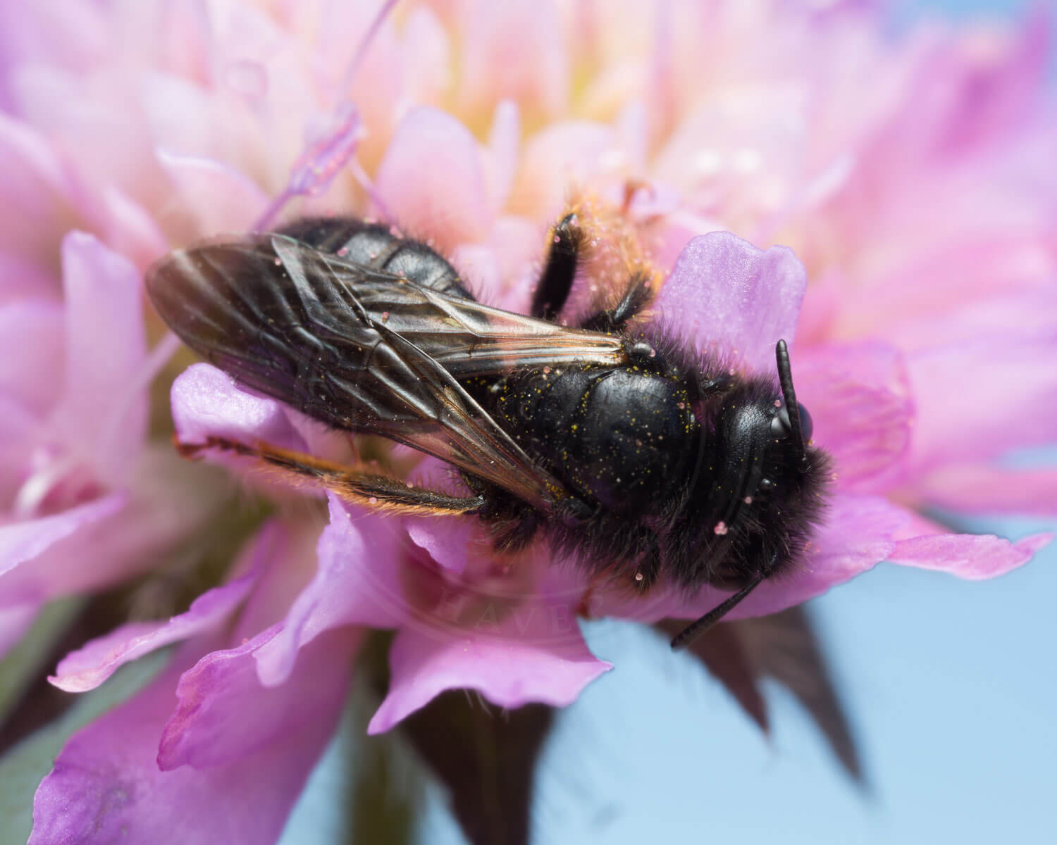 insekthaver_stor_strithaarsbi_3 Stor Strithårsbi indsamler nektar