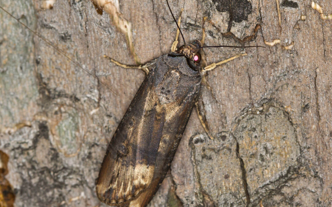 Ypsilonugle der sidder på bark