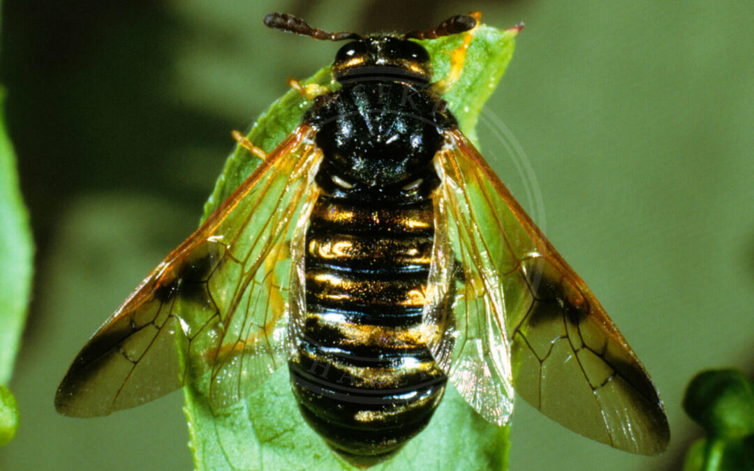 Abia sericea set fra oven