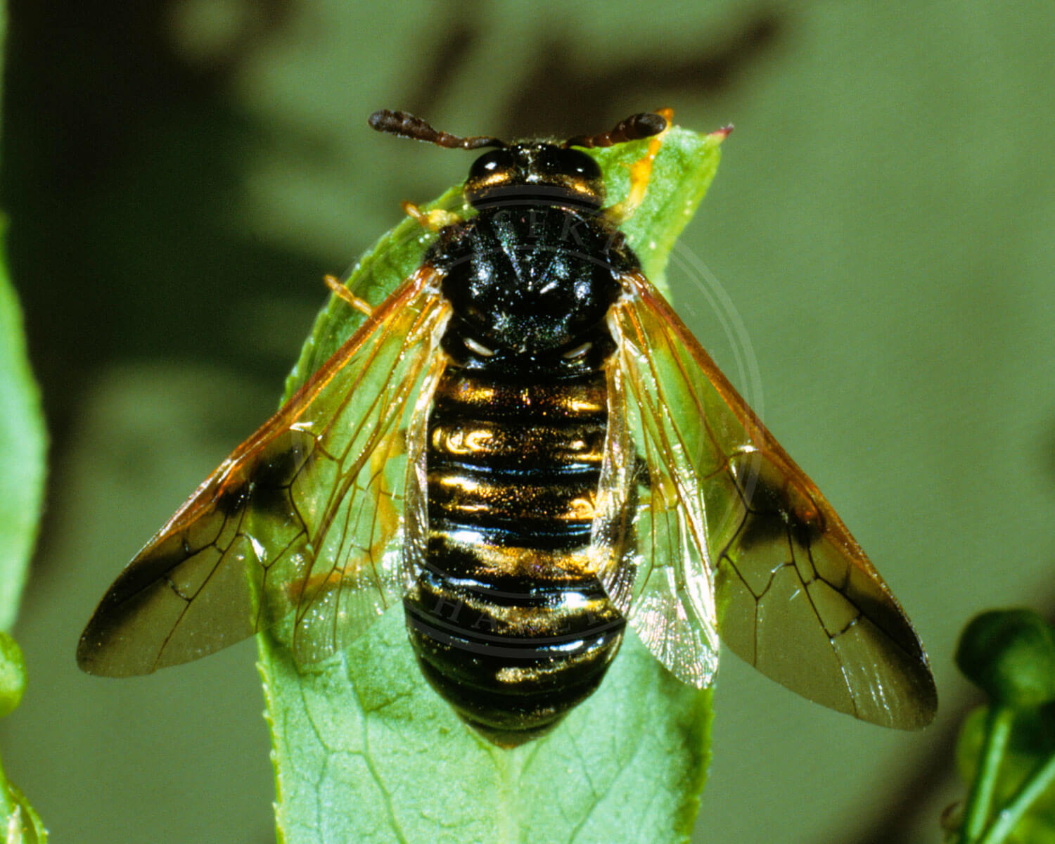 Abia sericea set fra oven