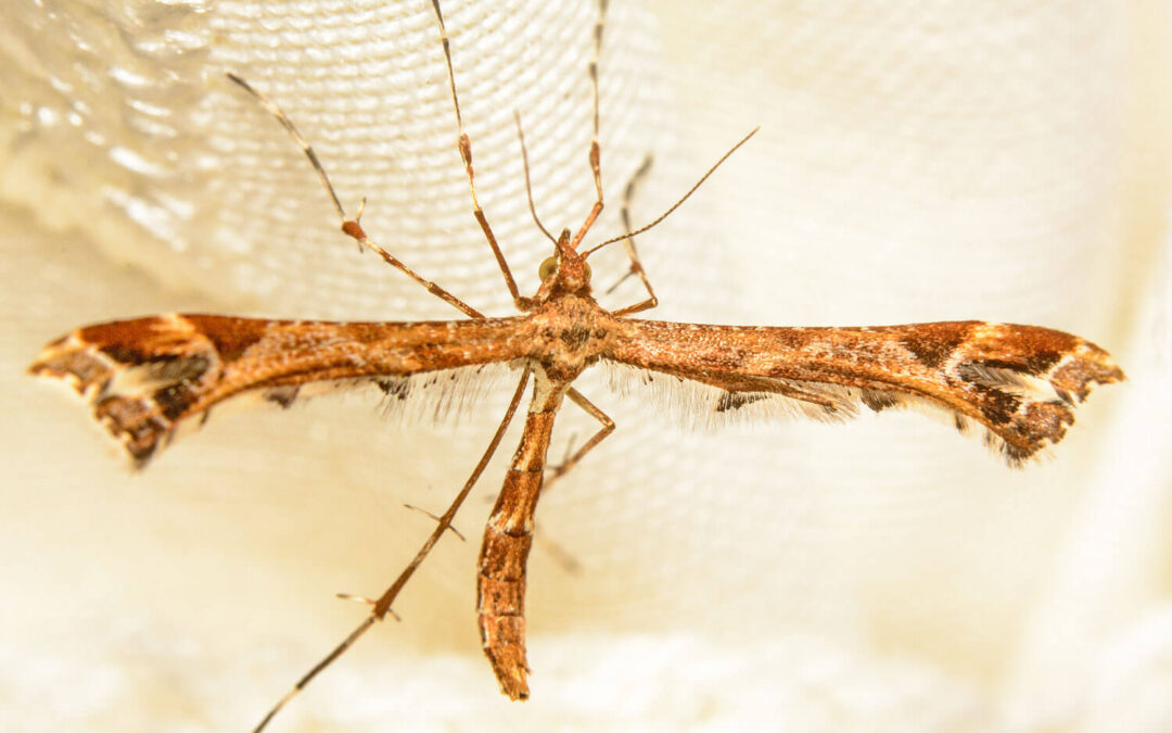 Amblyptilia acanthadactyla med udstrakte vinger - ligner nærmest en lille pind med ben