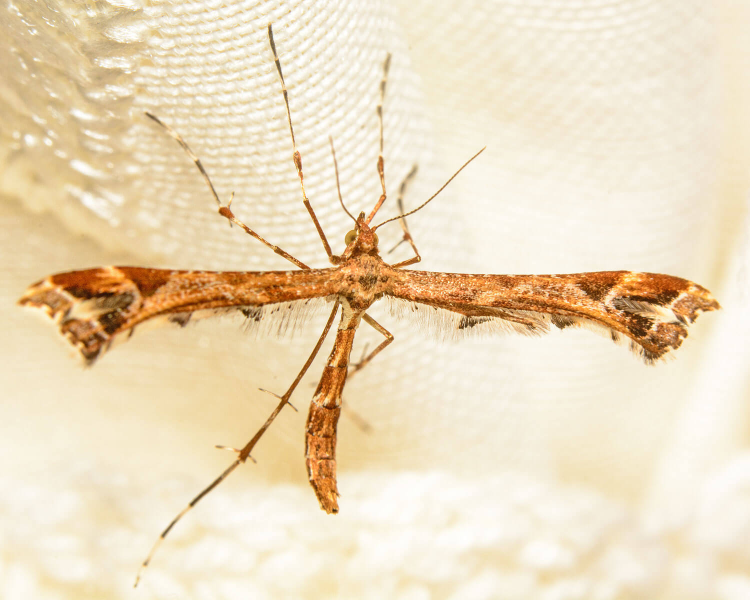 Amblyptilia acanthadactyla med udstrakte vinger - ligner nærmest en lille pind med ben