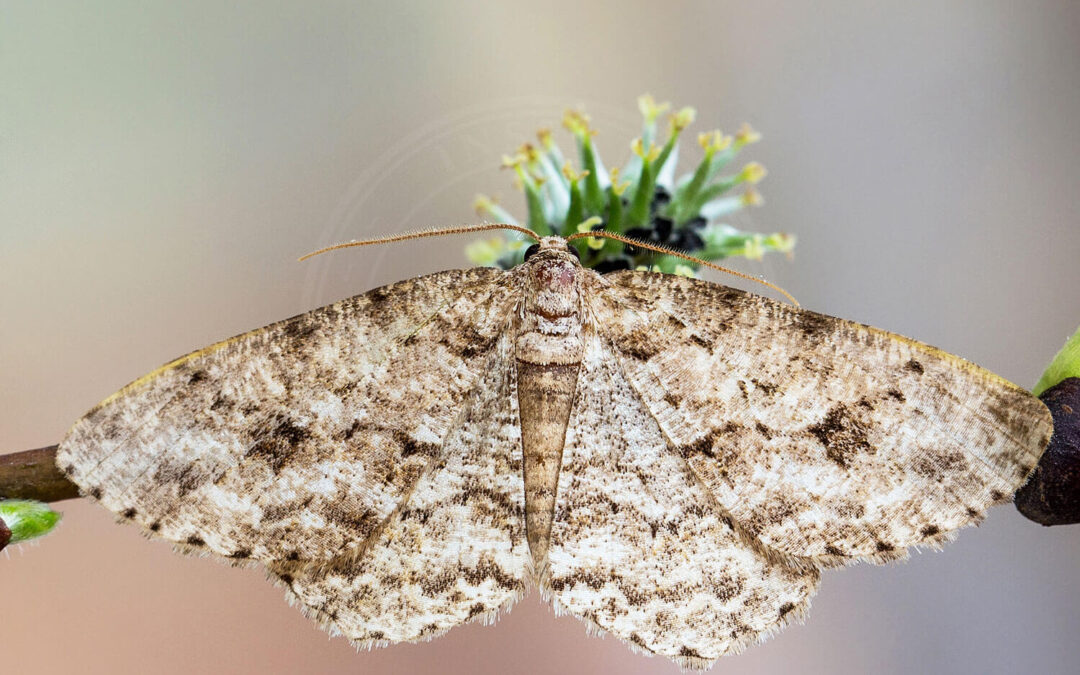 Birke-Barkmåler Ectropis crepuscularia