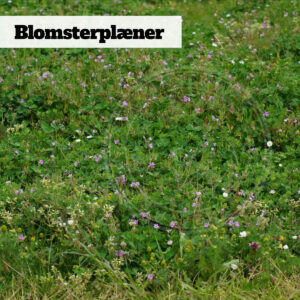 Blomsterblanding Blomsterplæne