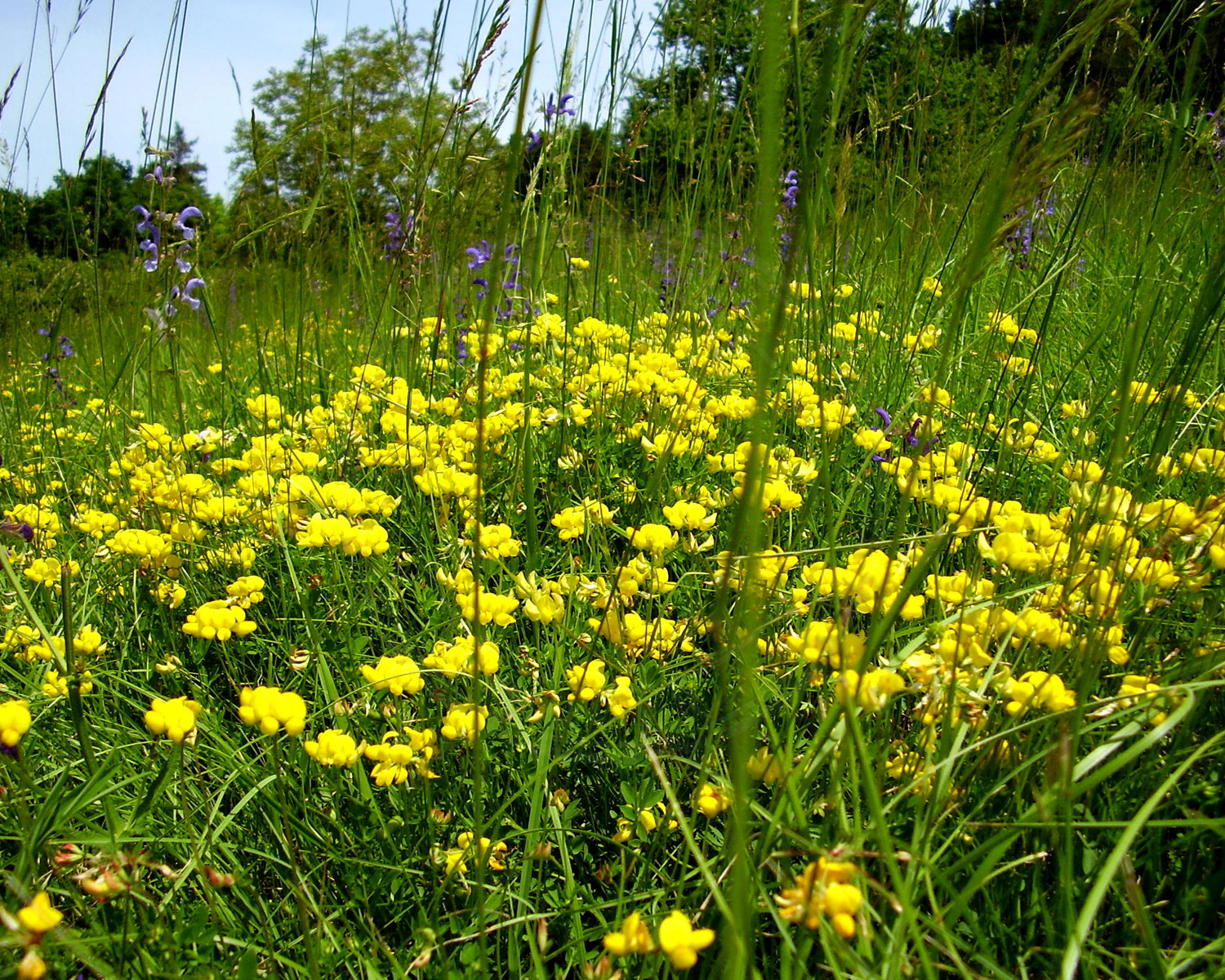 Stykke med Kællingtand - det kunne man godt have ved en erhvervs- eller beboelsesejendom
