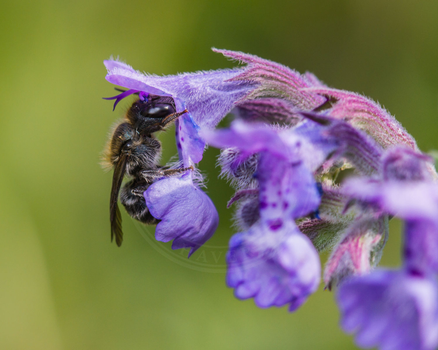 Erhvervs og beboelsesejendomme kan også hjælpe ved at få mere biodiversitet. Her ses en blomst der har besøg af bi