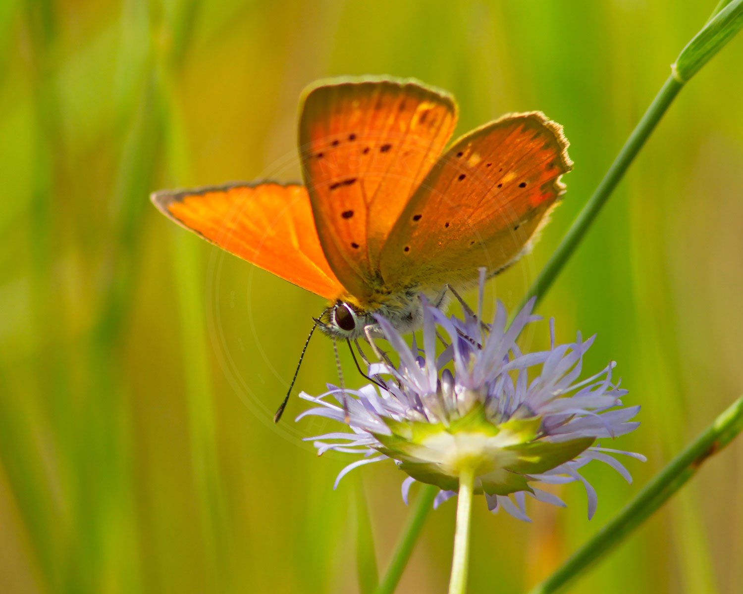 Sommerfugl på djævelsbid