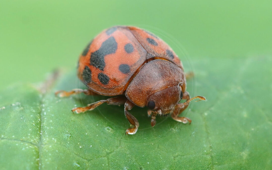 Fireogtyveplettet Mariehøne Subcoccinella vigintiquatuorpunctata