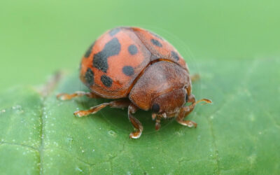 Fireogtyveplettet Mariehøne Subcoccinella vigintiquatuorpunctata