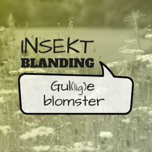 Frø blanding til insekter - gule blomster