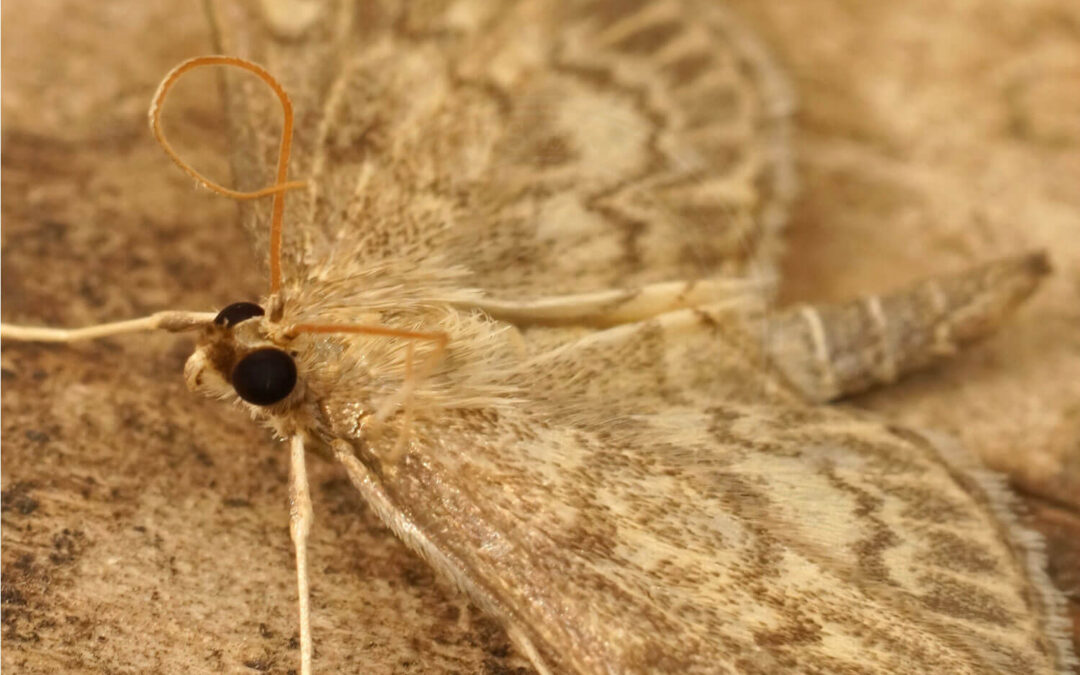 Hjortetrøsthalvmøl halvt fra siden