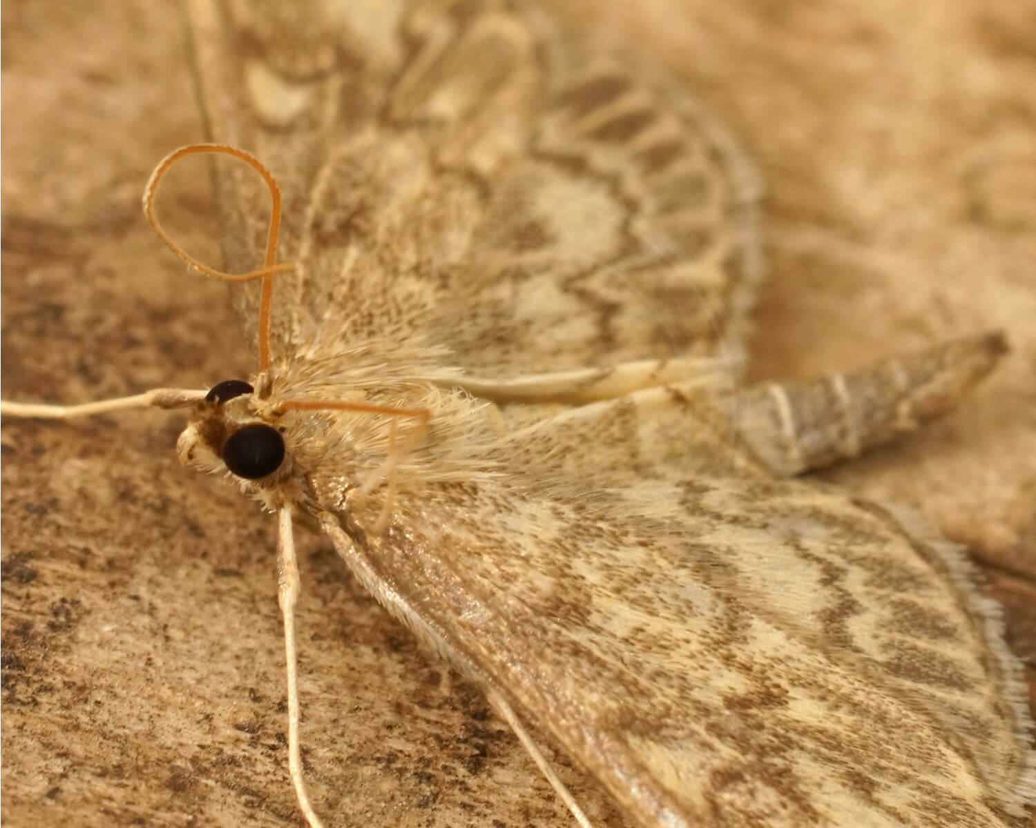 Hjortetrøsthalvmøl halvt fra siden