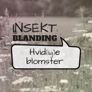 Frø blanding til insekter - hvide blomster