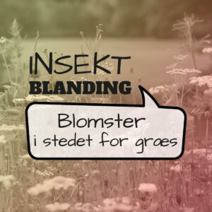 Frø blanding til insekter - blomster i stedet for græs