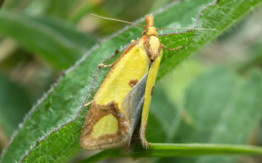 Knopurtgulvikler sider på et blad
