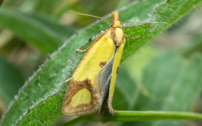 Knopurtgulvikler Agapeta zoegana