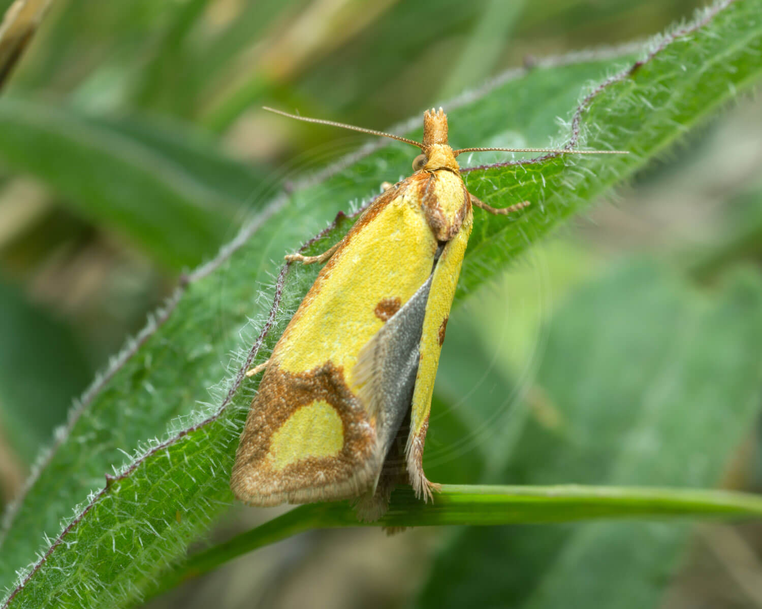 Knopurtgulvikler sider på et blad