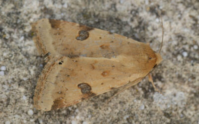 Skjold Træk-Ugle Heliothis peltigera